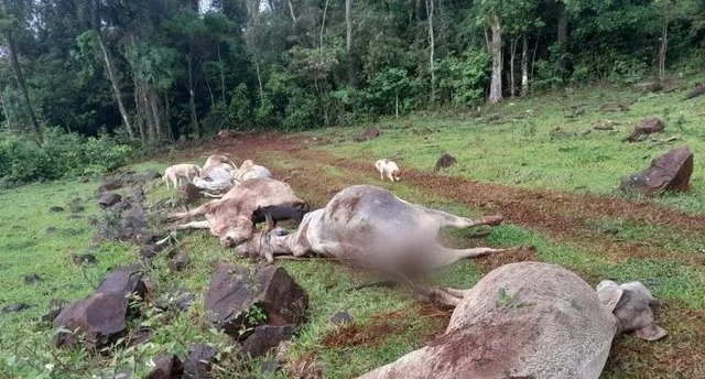 Bezerro e cinco vacas morrem eletrocutados durante temporal no Oeste