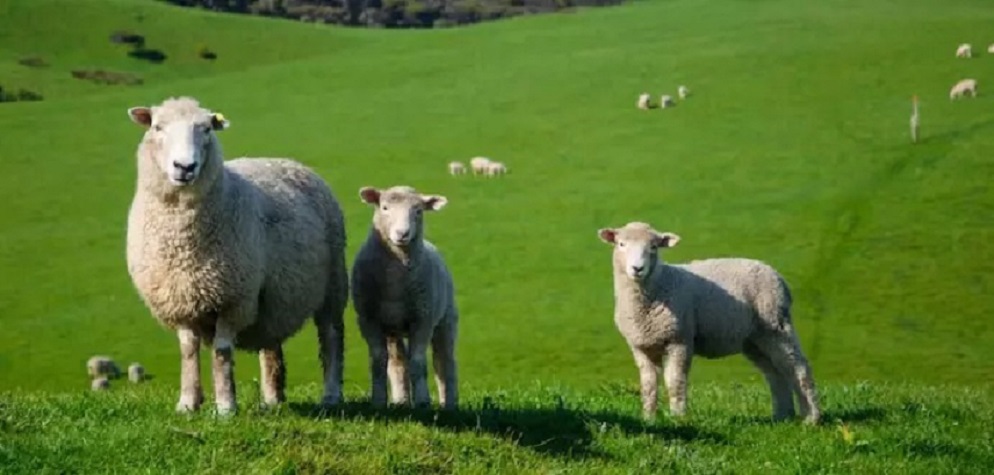 Ovelhas invadem propriedade e comem quase 300 kg de maconha