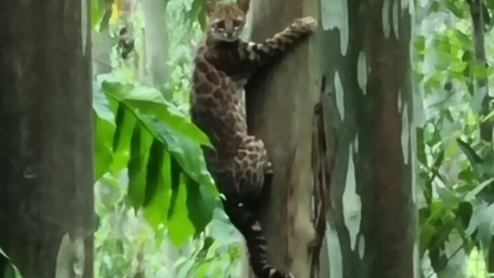 Morador faz o registro de felino em mata no interior de Seara