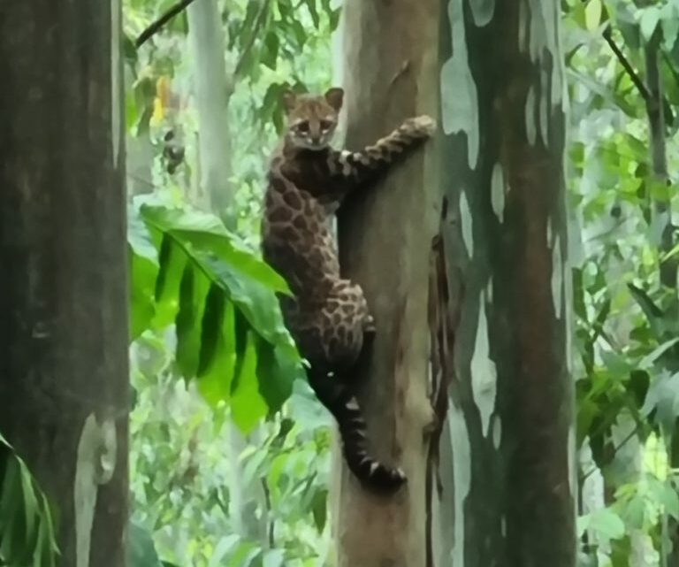 Morador faz o registro de felino em mata no interior de Seara