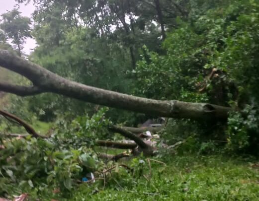 Chapecó decreta situação de emergência por prejuízos causados pela chuva e vendaval