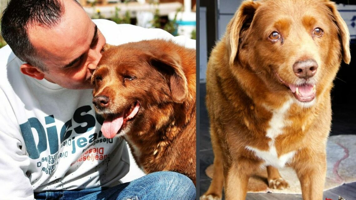Morre Bobi, o cachorro mais velho do mundo, aos 31 anos