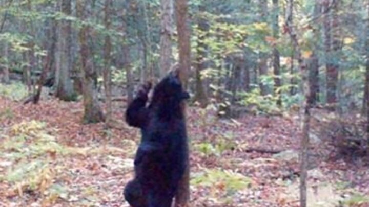 Urso é flagrado dançando de forma “sensual” e cena viraliza