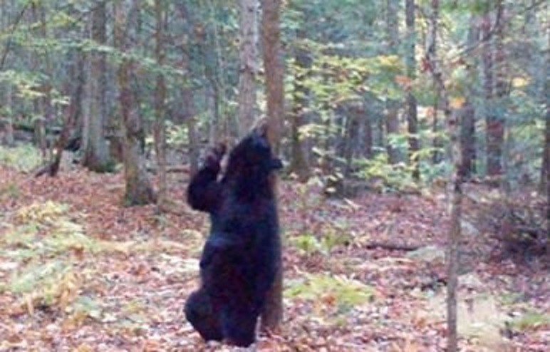 Urso é flagrado dançando de forma “sensual” e cena viraliza