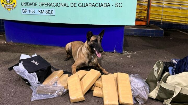 Cadela farejadora da PRF localiza maconha em bagageiro de ônibus na BR-163 em Guaraciaba