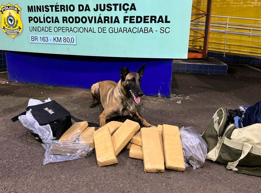 Cadela farejadora da PRF localiza maconha em bagageiro de ônibus na BR-163 em Guaraciaba