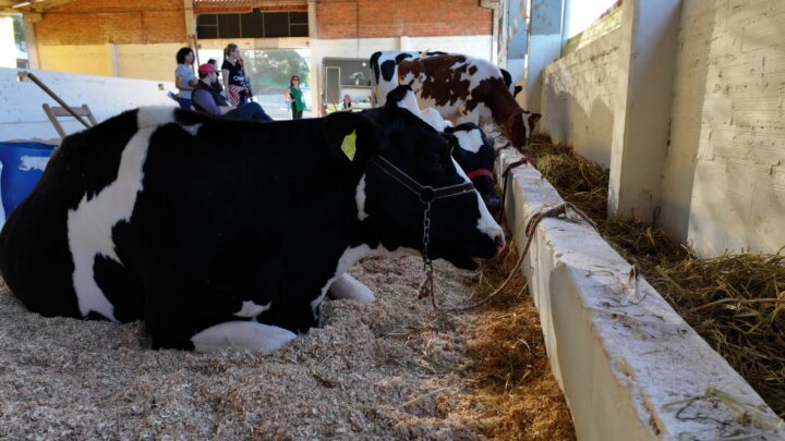 Começam a chegar os bovinos para a Efapi 2023