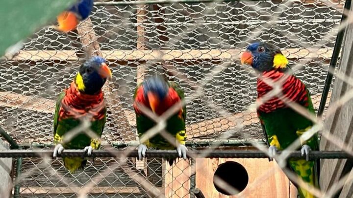 PF e SEMA apreendem 200 aves exóticas da fauna brasileira no RS; veja os vídeos