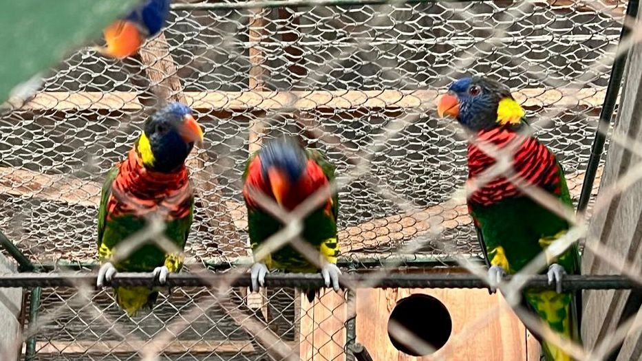 PF e SEMA apreendem 200 aves exóticas da fauna brasileira no RS; veja os vídeos