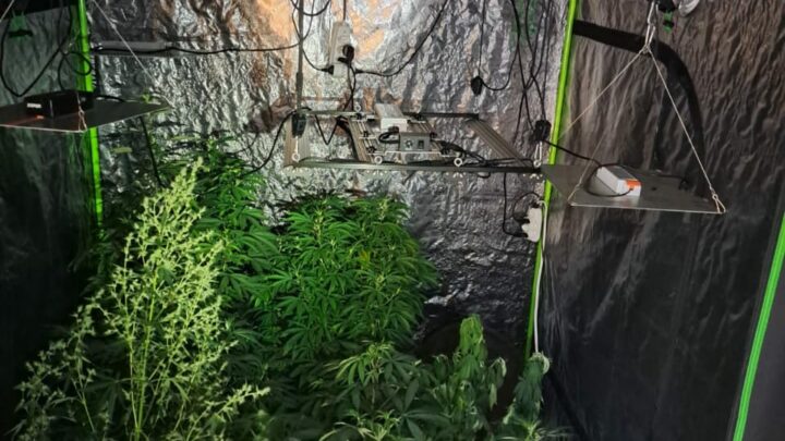 Operação da PC descobre laboratório de maconha em residência de Timbó