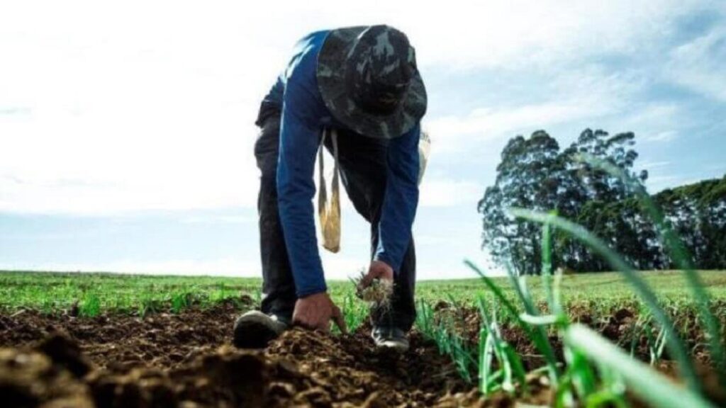 Fenômeno El Niño causa prejuízos na agricultura e deve impactar setor até 2024