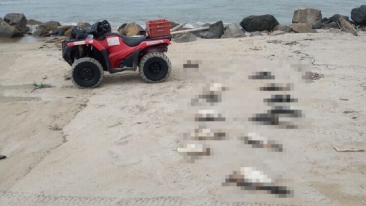 Mais de 300 pinguins são encontrados mortos em praias de SC após passagem de ciclone