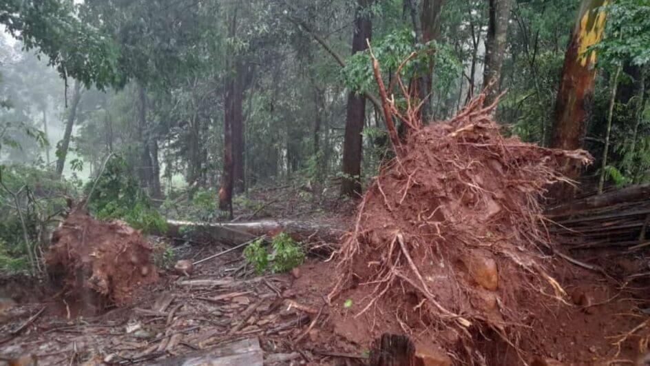 Imagens: tornado derruba árvores e destrói plantações em cidade de SC