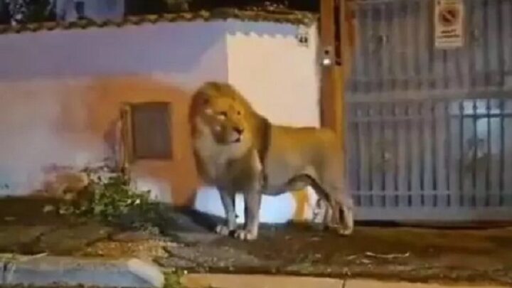 Leão escapa de circo e passa cinco horas andando na região de Roma