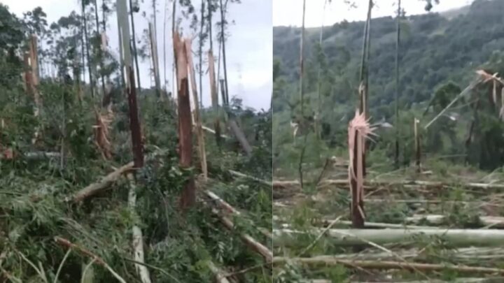 Tornado que arrancou árvores no oeste é confirmado