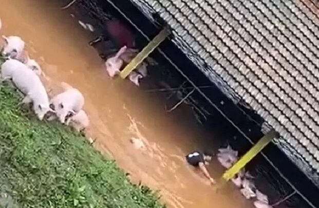 Vídeo: alagamento atinge curral e porcos são salvos por trabalhadores em SC