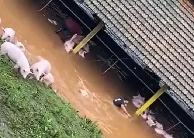 Vídeo: alagamento atinge curral e porcos são salvos por trabalhadores em SC