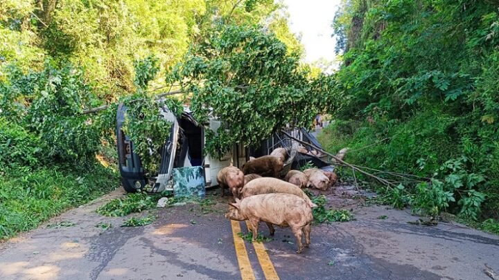 Caminhão carregado de suínos tomba na SC-155 em Xavantina