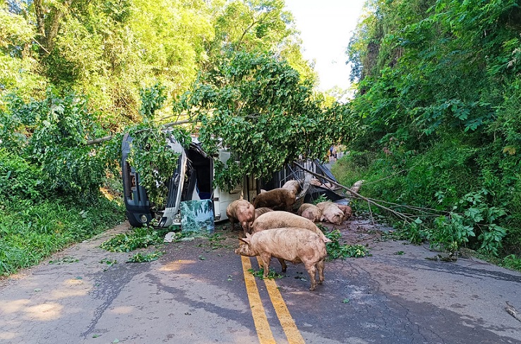 Caminhão carregado de suínos tomba na SC-155 em Xavantina