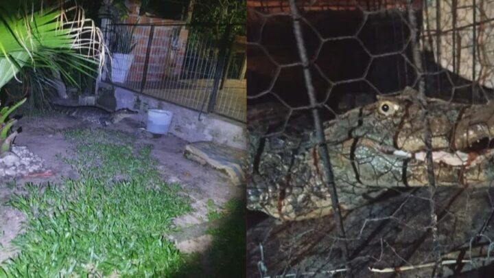 Jacaré de aproximadamente 1,7 m e 50 kg é encontrado por crianças em pátio de casa no RS