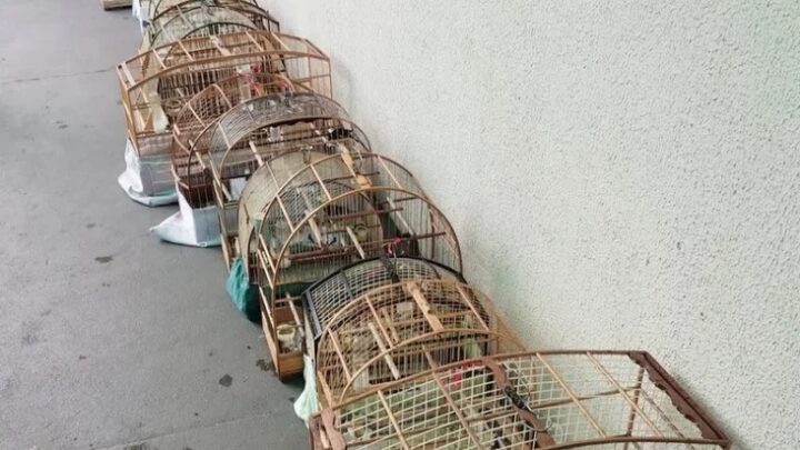 Polícia Militar apreende pássaros silvestres mantidos em cativeiro