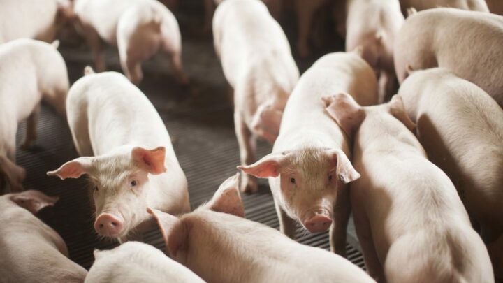Exportação de carne suína registra alta de 21,1% em Santa Catarina no mês de novembro
