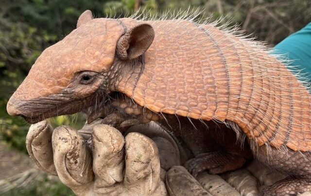 Obra de restauração da BR-163/SC já protegeu mais de 600 animais silvestres