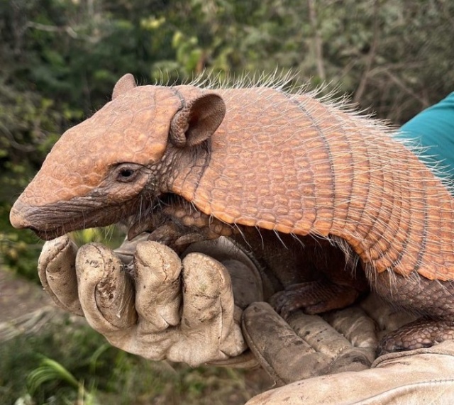 Obra de restauração da BR-163/SC já protegeu mais de 600 animais silvestres