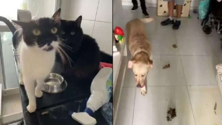 Animais abandonados há 20 dias são resgatados de apartamento de Bruna Surfistinha