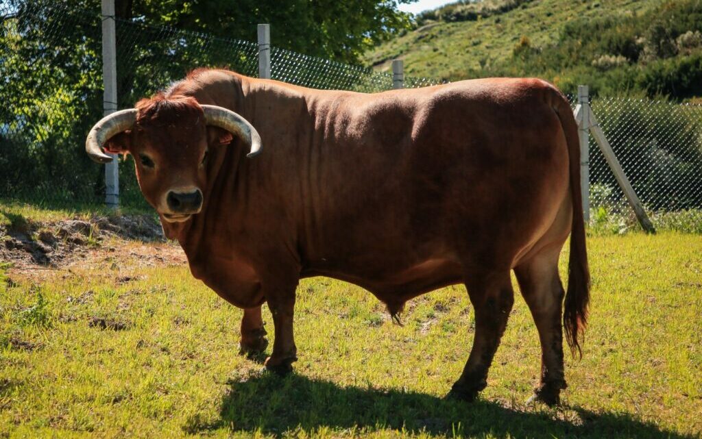 Idoso morre após ataque de touro em Chapecó