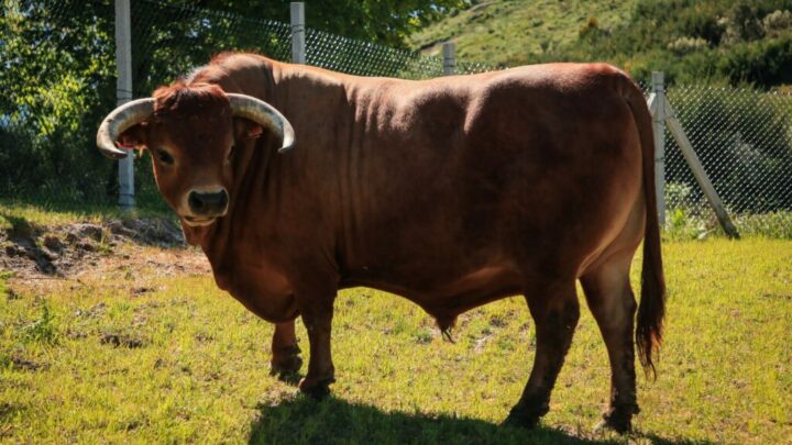 Idoso morre após ataque de touro em Chapecó