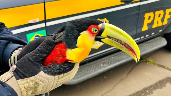 Tucano ferido é resgatado pela PRF na BR-116 em Ponte Alta