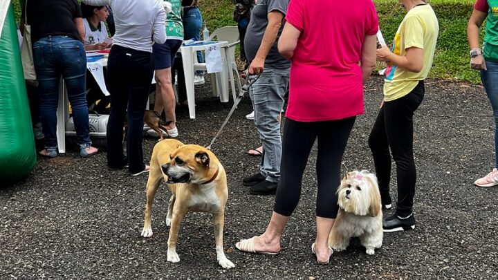 NAPA vacina cerca de 700 animais contra a raiva