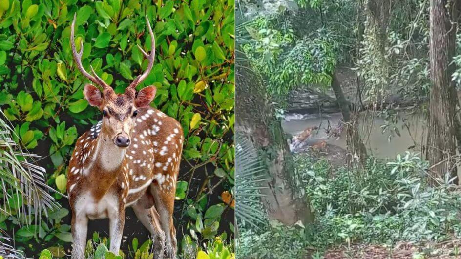 Cervo exótico da Índia é flagrado em SC e encanta moradora: “Fiquei emocionada”