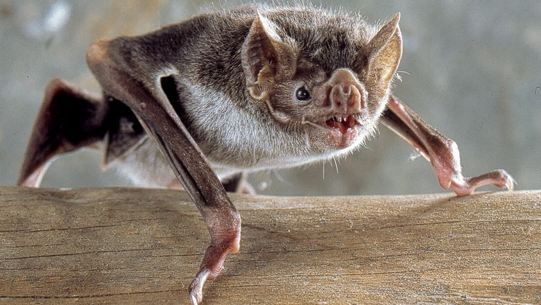 Secretaria de Saúde de Chapecó confirma caso de raiva em morcego