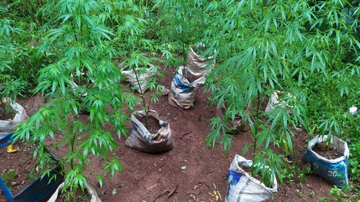 Polícia encontra plantação de maconha em Formosa do Sul
