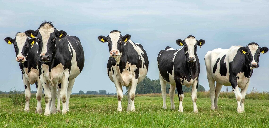 Importações de leite prejudicaram produtor de SC em 2023