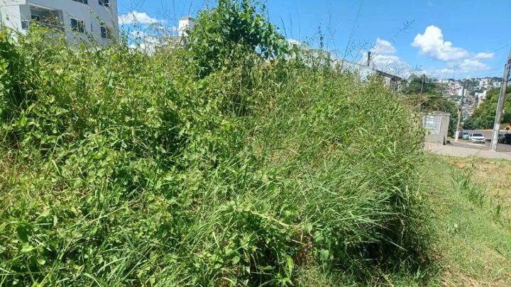 Donos serão multados caso não façam a limpeza de terrenos baldios em Chapecó