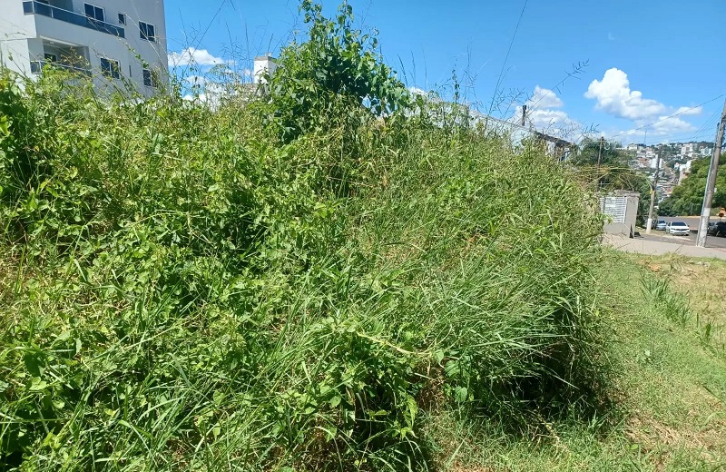 Donos serão multados caso não façam a limpeza de terrenos baldios em Chapecó