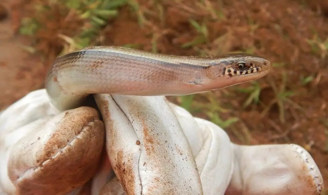 Duas cobras-de-vidro são resgatadas na BR 163 em Dionísio Cerqueira