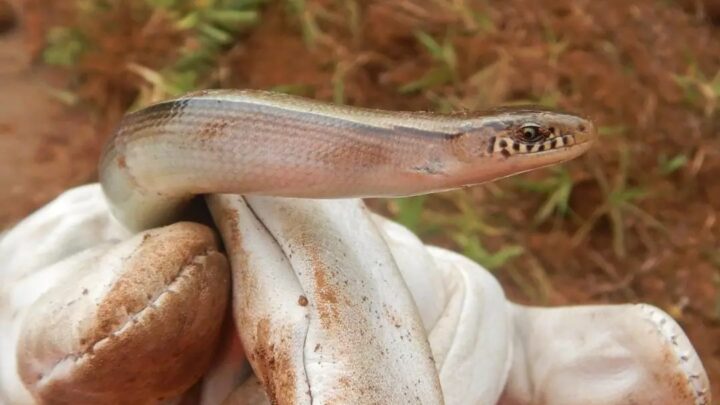 Duas cobras-de-vidro são resgatadas na BR 163 em Dionísio Cerqueira