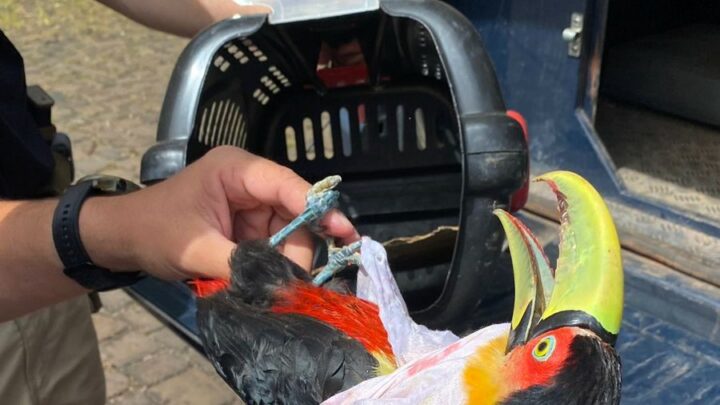 PRF resgata tucano ferido encontrado às margens da BR-153