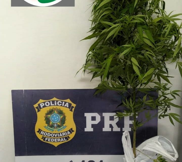 Ação conjunta PRF e PM apreende pistola e pé de maconha com homem foragido da Justiça em Mafra