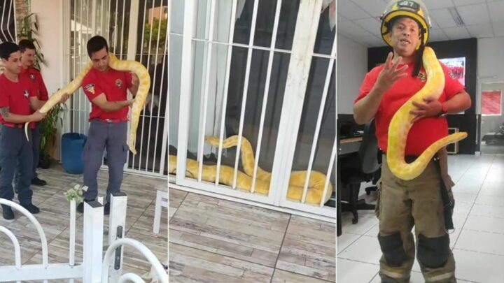 Cobra de três metros invade casa em Santa Catarina
