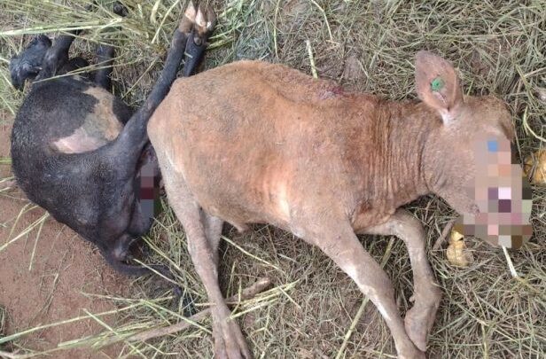 Ataque de cães deixa cinco terneiros mortos no interior de Capinzal