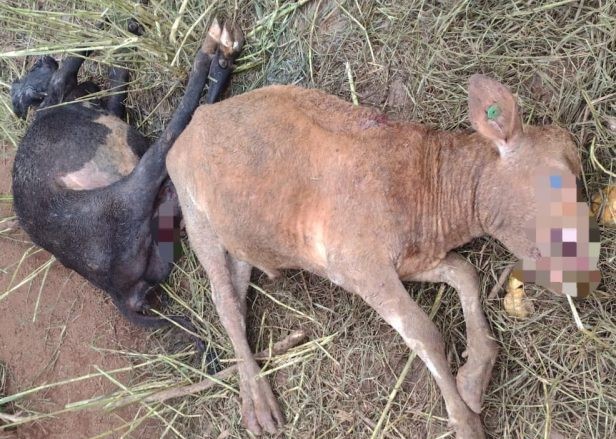 Ataque de cães deixa cinco terneiros mortos no interior de Capinzal