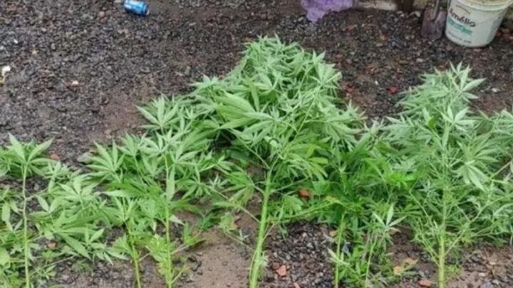 Filho planta maconha no quintal e mente ao pai que eram pés de mandioca