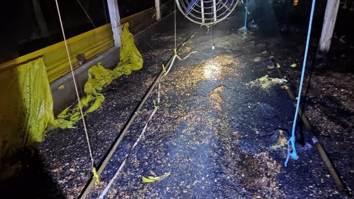 Incêndio destrói parte de aviário em Palmitos no Oeste