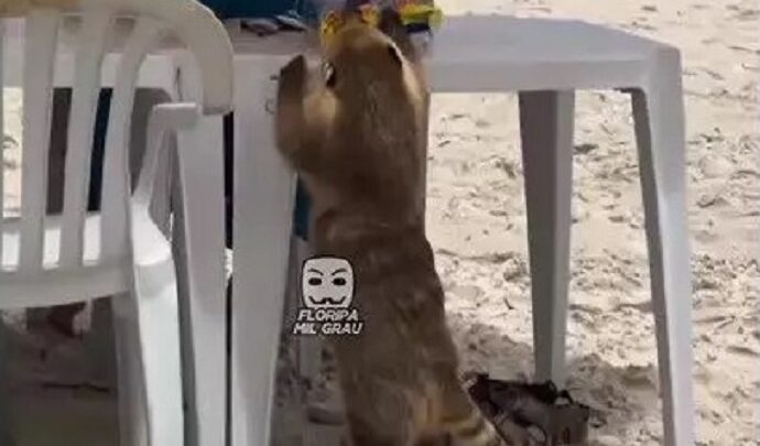 ‘Meliante peludo’ furta pacote de batatinha em praia de SC: “bichinho esperto”