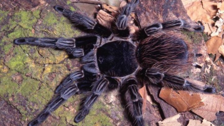 Veneno de aranha brasileira pode ser a chave para o tratamento contra o câncer